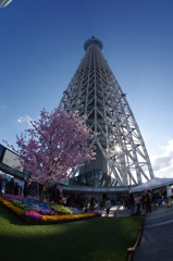 東京スカイツリーと桜