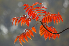 紅葉