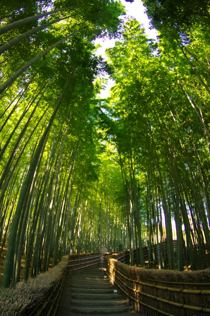 化野念仏寺の竹林道