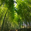 化野念仏寺の竹林道