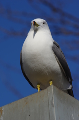 ウミネコ