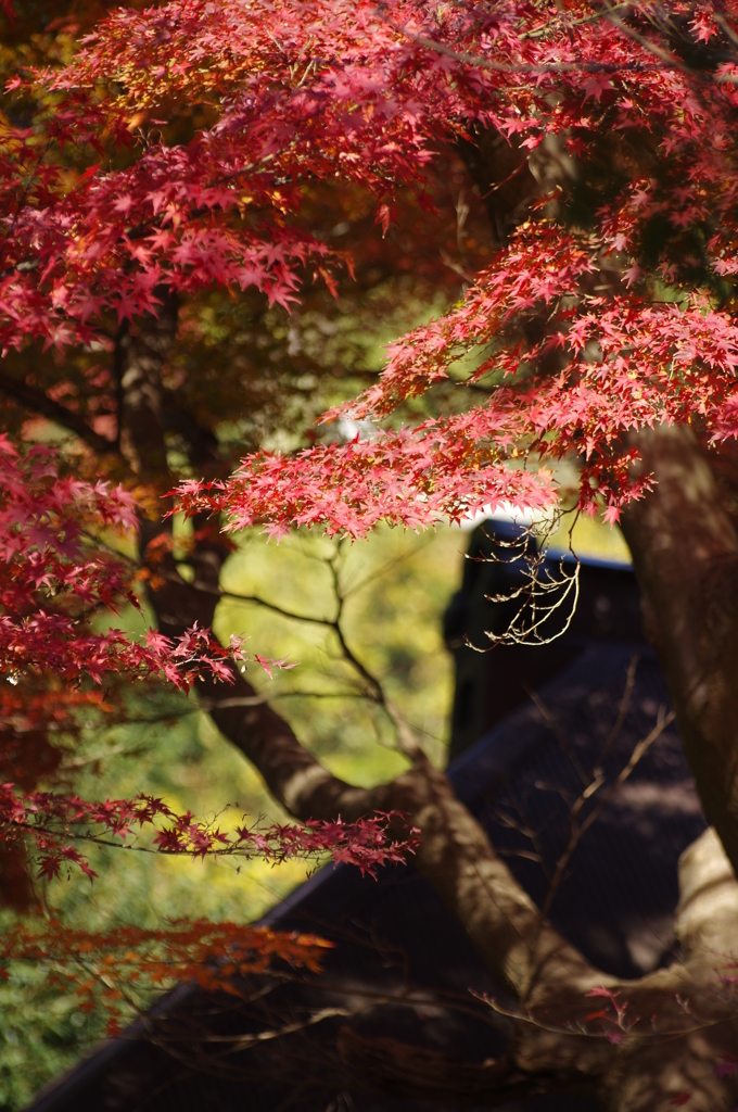 円覚寺の紅葉