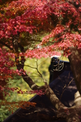 円覚寺の紅葉