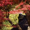 円覚寺の紅葉