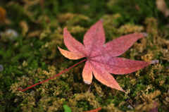 明月院の紅葉