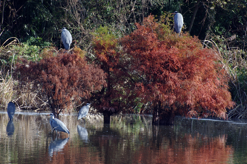 鳥の楽園