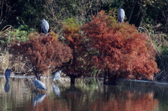 鳥の楽園