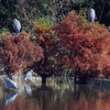鳥の楽園