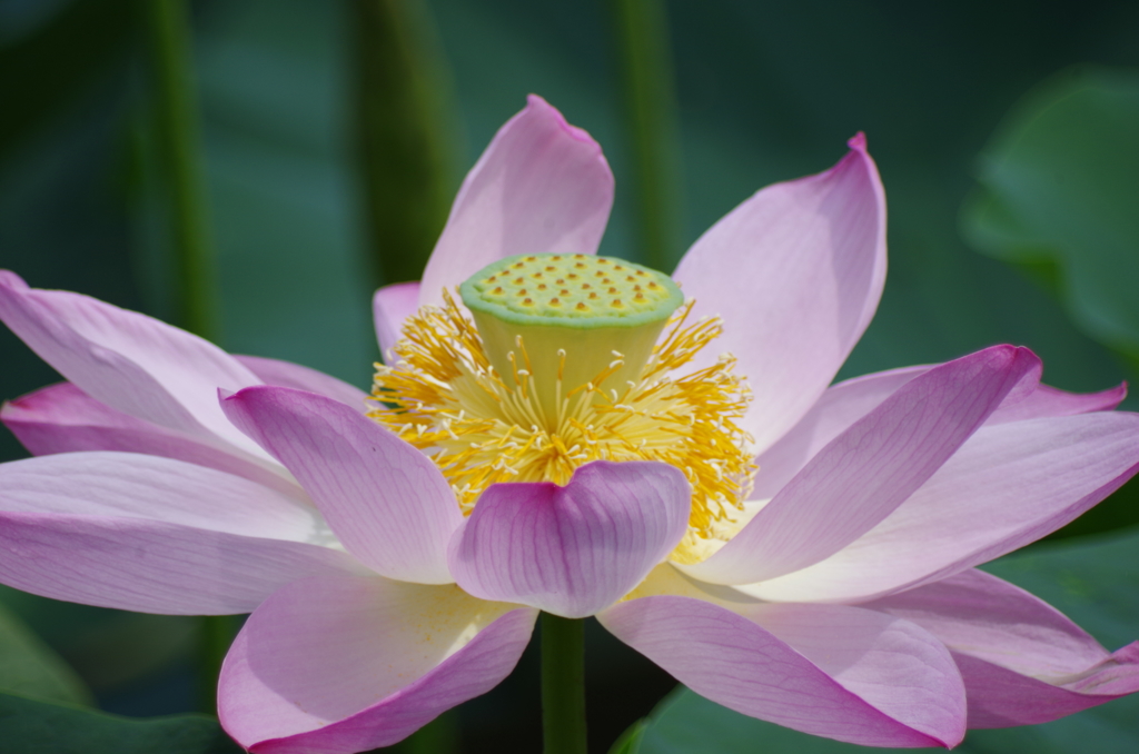蓮の花
