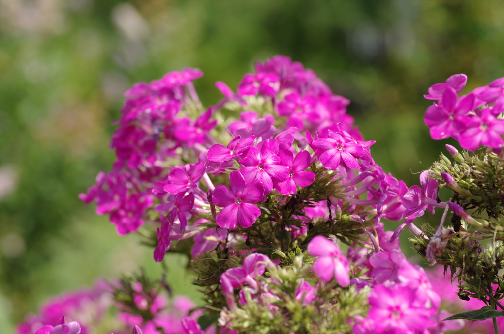 花魁草