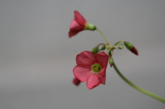 カタバミの花
