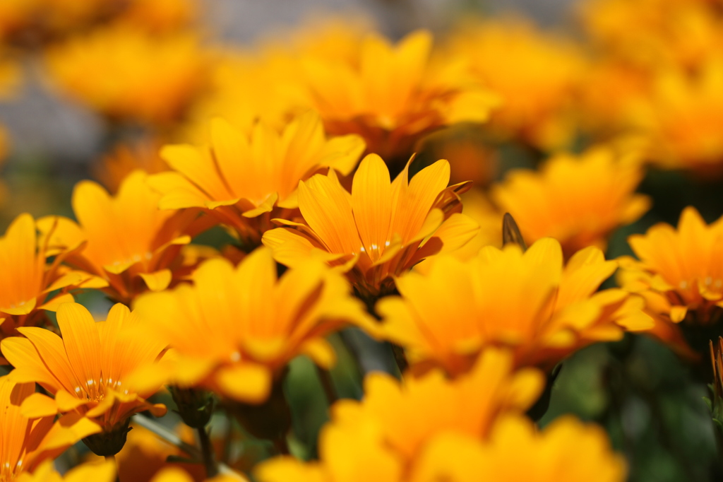花２