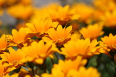 花２