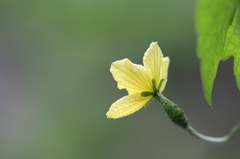ニガウリの花＆実