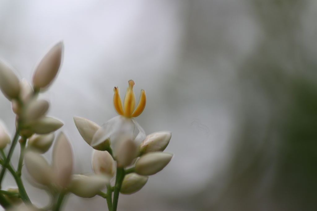 南天の花７