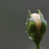 蕾３