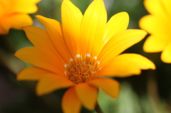 花３