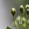 蕾１