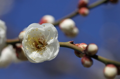 豊公園３