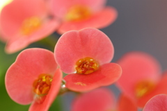 花キリン