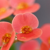 花キリン