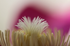 花心