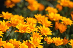 花１