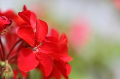 赤花(レッド)