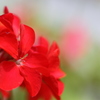 赤花(レッド)