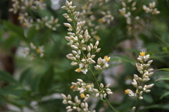 南天の花IMG１０
