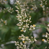 南天の花IMG１０