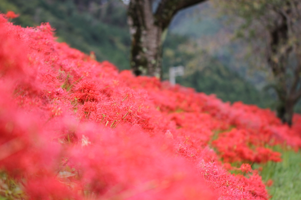長浜市徳山町(草野川)Ⅰ
