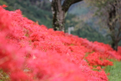長浜市徳山町(草野川)Ⅰ