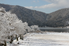 雪化粧（さくら）