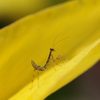 カ(？)　カマキリ