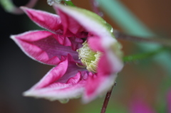 開花前（クレマチス）