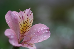 雨上がり
