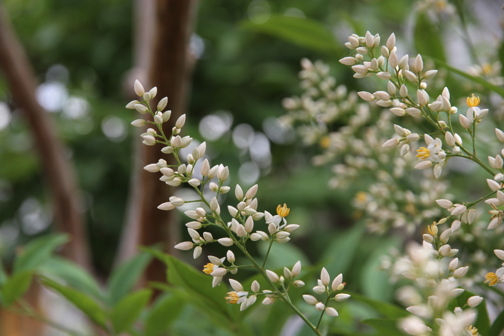 南天の花９