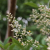 南天の花９