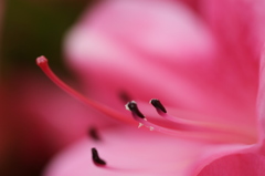 しべ　花粉