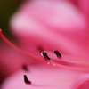 しべ　花粉