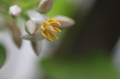 南天の花1