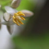 南天の花1