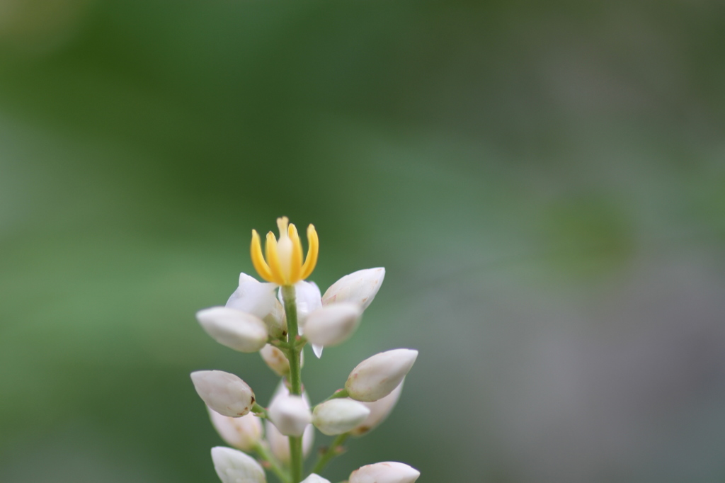 南天の花８