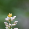 南天の花８