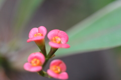 花キリン１