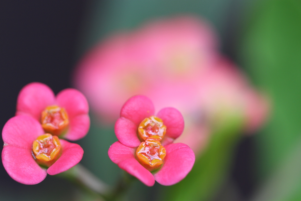 花キリン