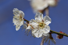 豊公園５