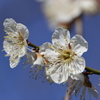 豊公園５