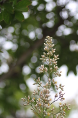 南天の花６